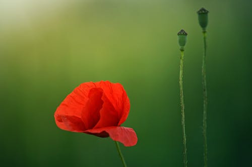 бесплатная Селективный фокус фотографии красного цветка мака Стоковое фото