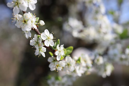 Foto stok gratis berbunga, flora, merapatkan