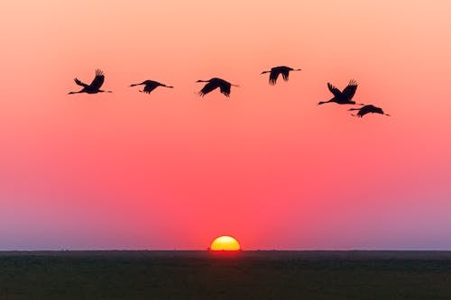 Free Birds Flying Over Body Of Water During Golden Hour Stock Photo
