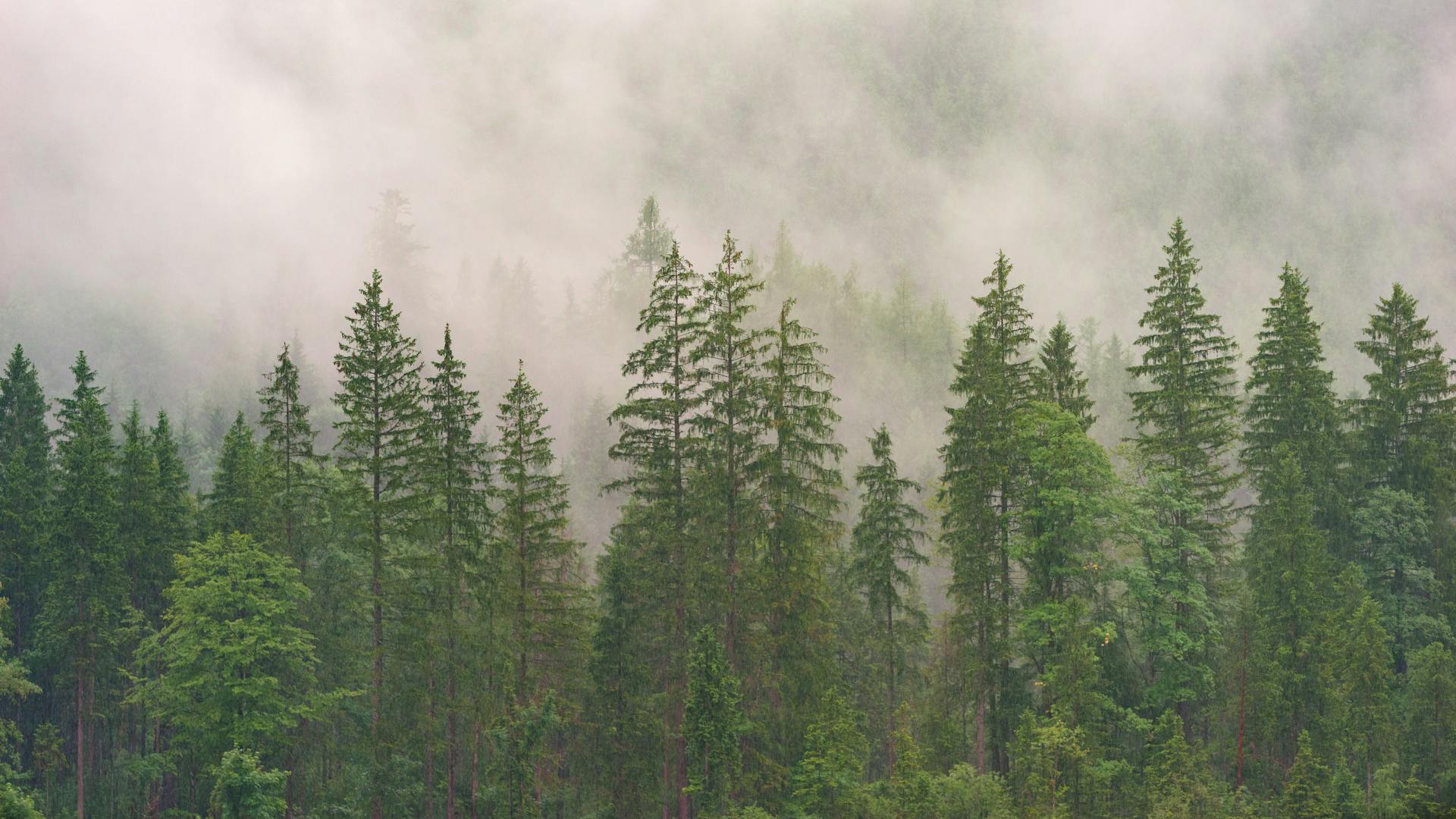 A serene view of a misty forest with tall evergreen trees partially obscured by fog.