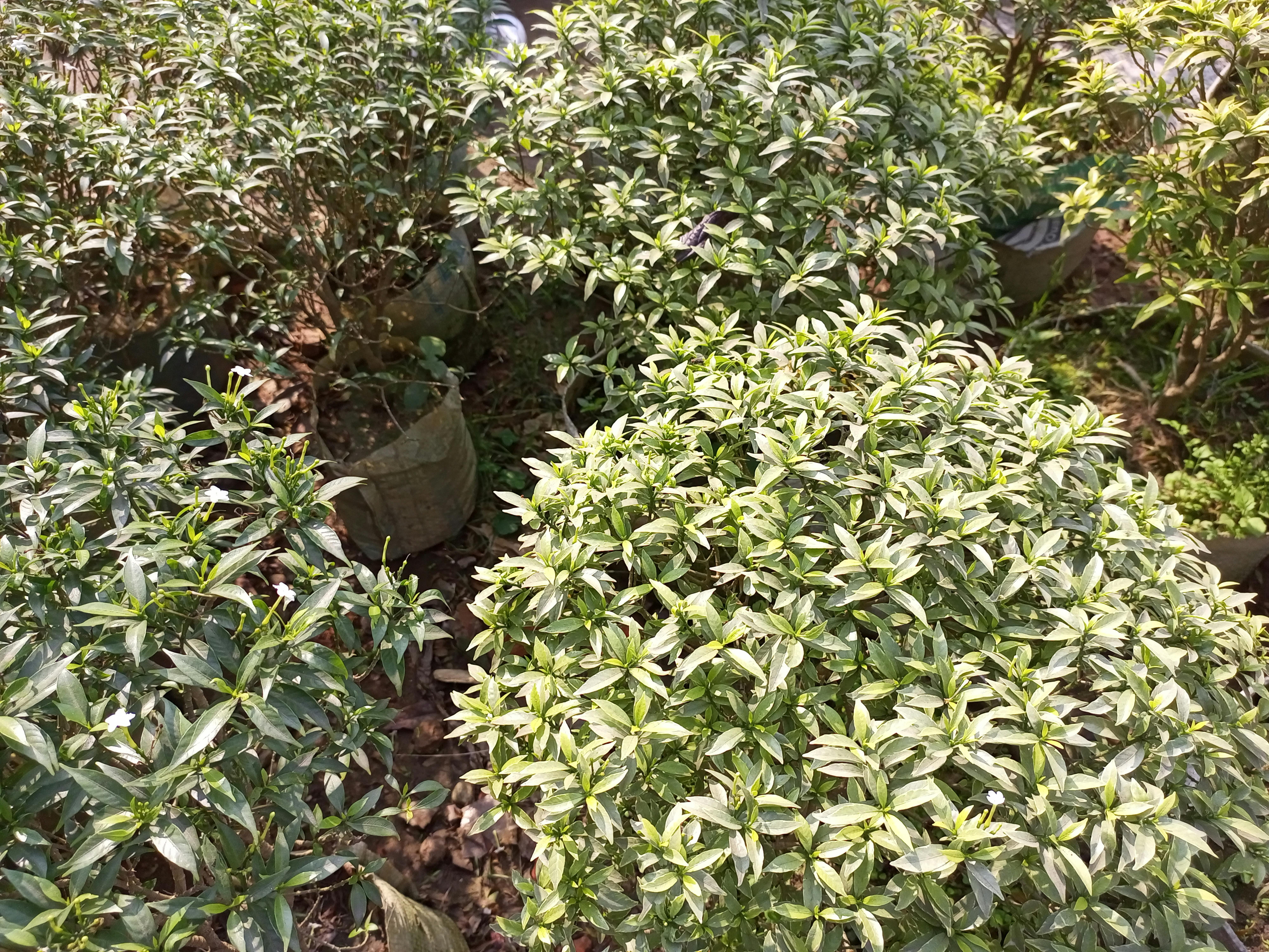 Cricket captain discussing tactics with teammates on the field