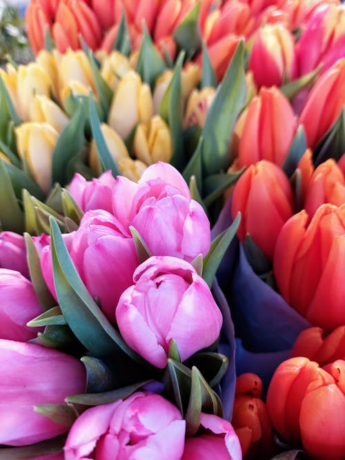 Beautiful Fresh Tulips in Bloom