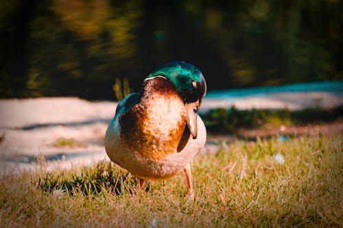 Duck On Grass