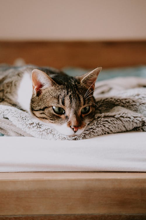 A Cat Lying on the Bed 