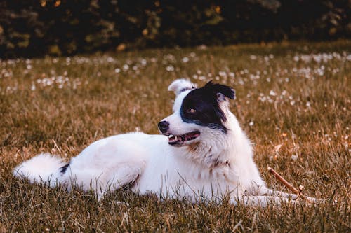 無料 芝生のフィールドに黒と白の犬 写真素材