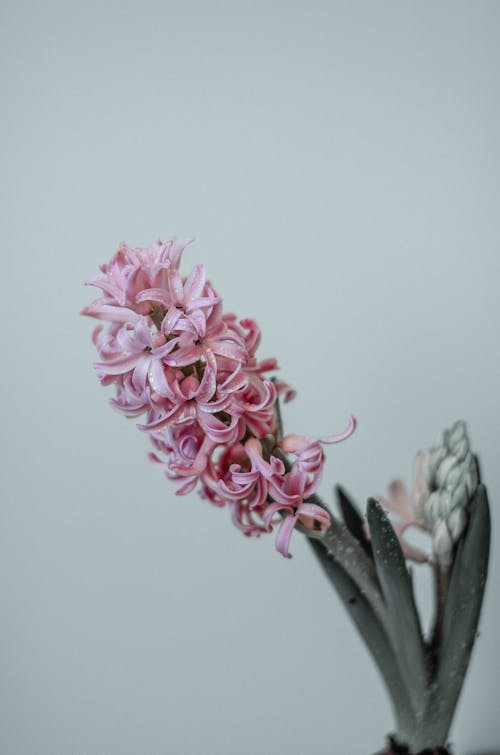 Close-up of a Hyacinth