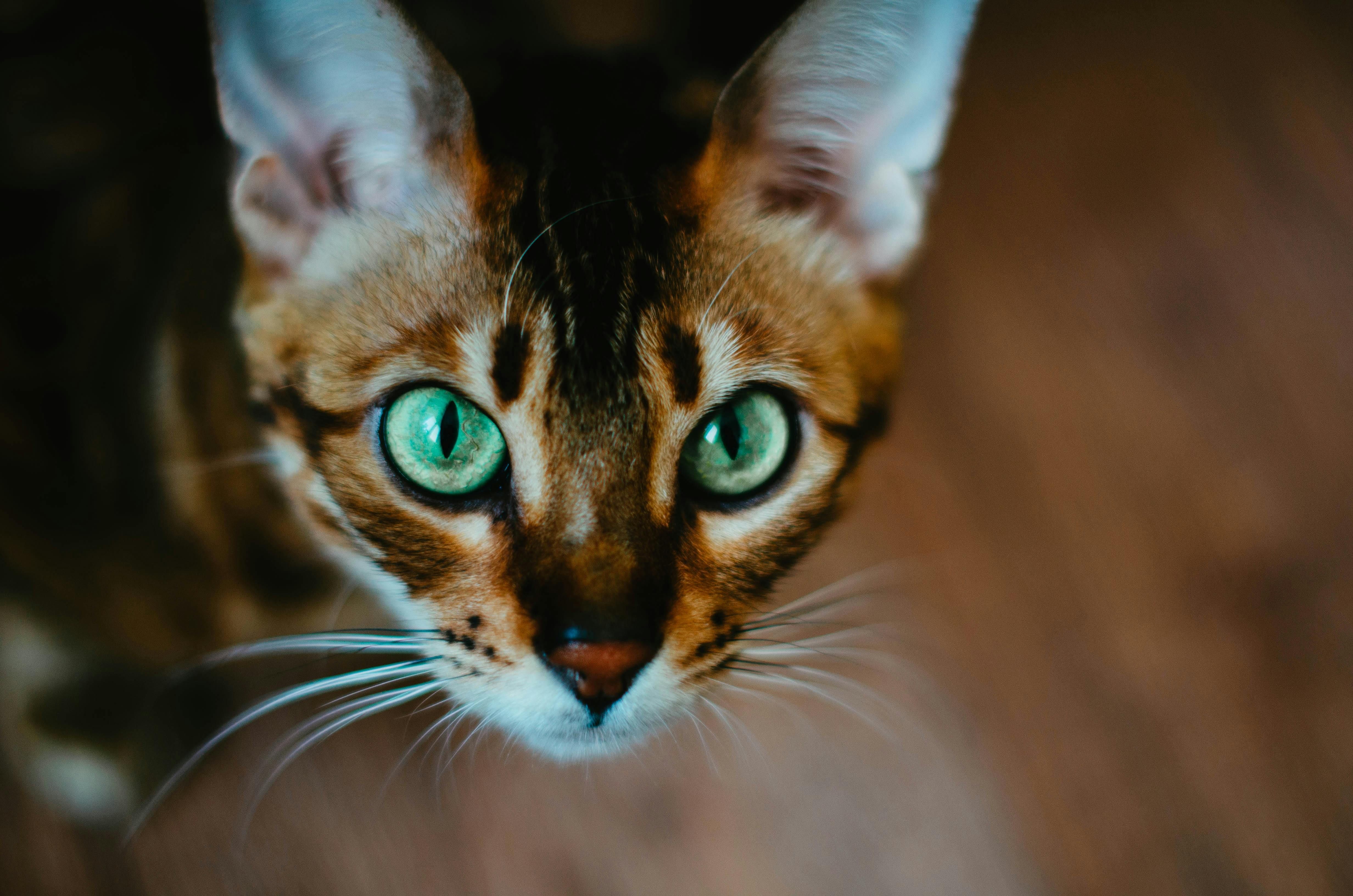 Bengal — pisica sălbatică de casă