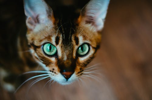 Foto profissional grátis de adorável, animal de estimação, bigodes de gato