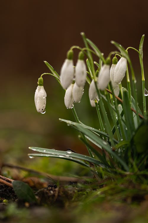 Free Macro Photography of Snowdrop Buds with Dewdrops Stock Photo