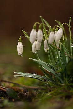 Delicate snowdrops adorned with dewdrops in a lush early spring setting.
