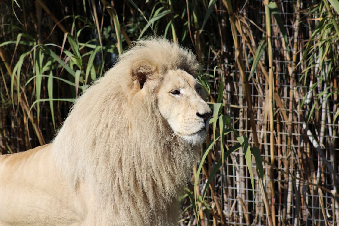 Beautiful White Lion · Free Stock Photo