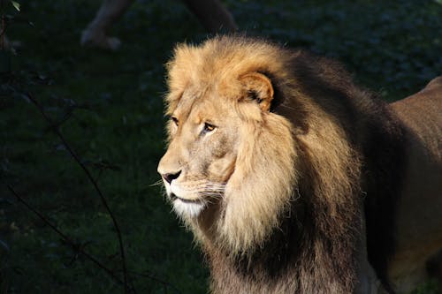 Close-Up Shot of a Lion