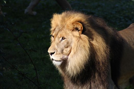 Close-up of a majestic lion basking in sunlight, showcasing its impressive mane.