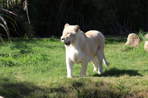 Free stock photo of female white lion