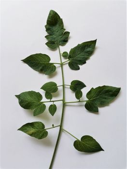 Detailed capture of green tomato leaves against a white backdrop, showing leaf structure.