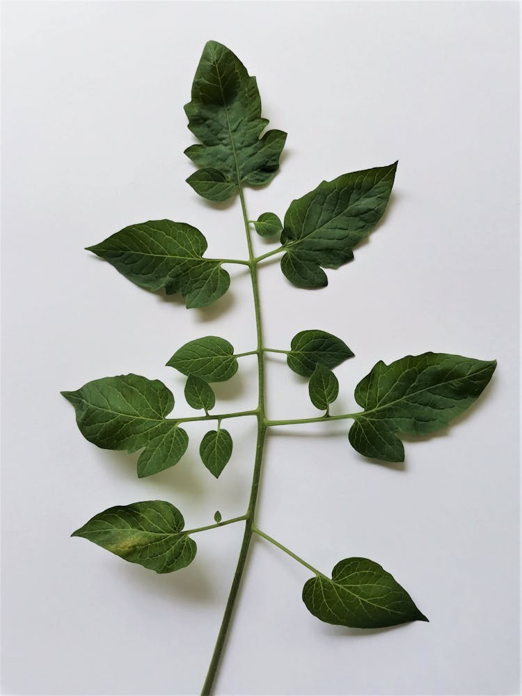 Close-Up Shot Of Green Tomato Leaves On White Surface