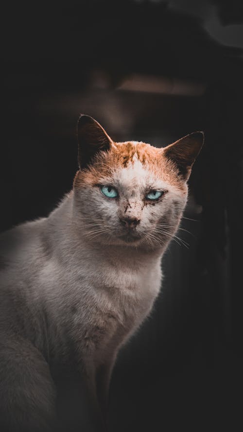 Kucing Jingga Bermata Biru