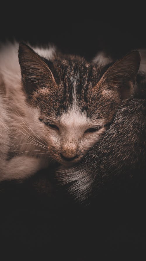 Gratis arkivbilde med dyreverdenfotografier, katter, kattunge