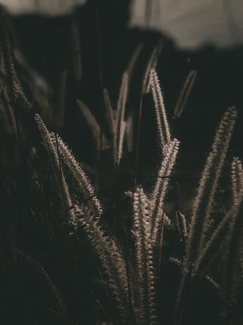 Close-up of Wild Grass 