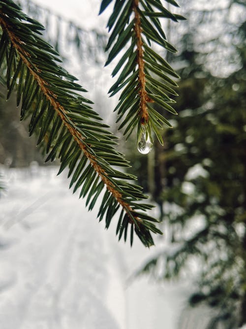 Foto d'estoc gratuïta de arbre de pi, enfocament selectiu, primer pla