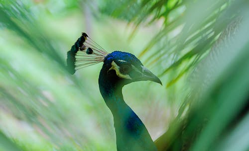 Fotografi Close Up Burung Merak