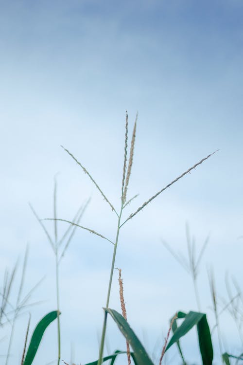 Gratis stockfoto met blauwe lucht, gras, grasspriet
