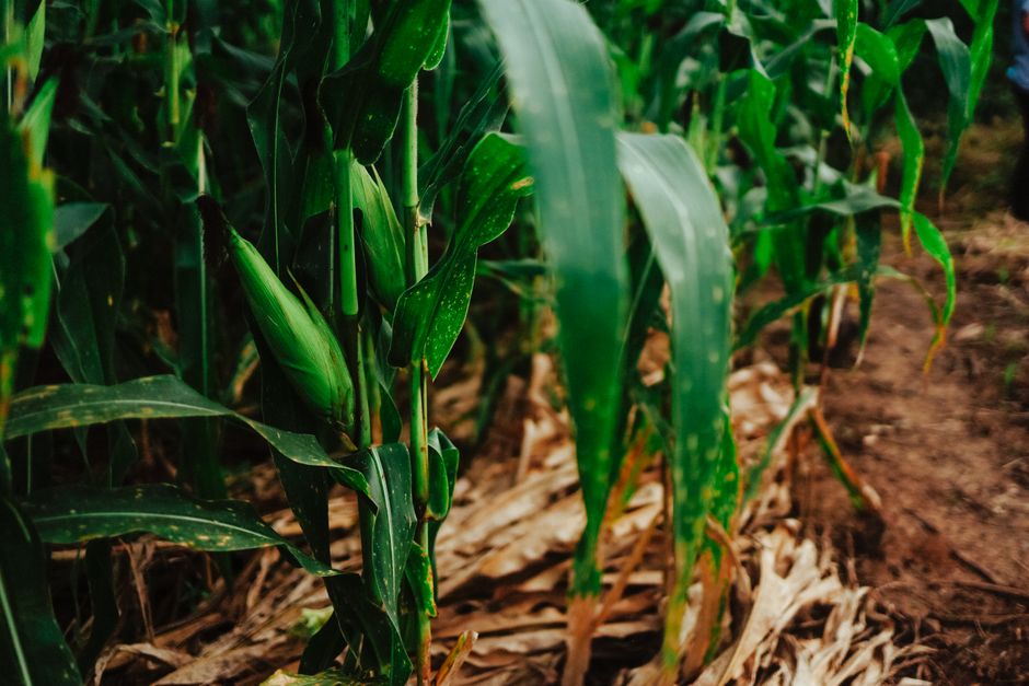 corn stalks wilting drought corn stalks wilting drought