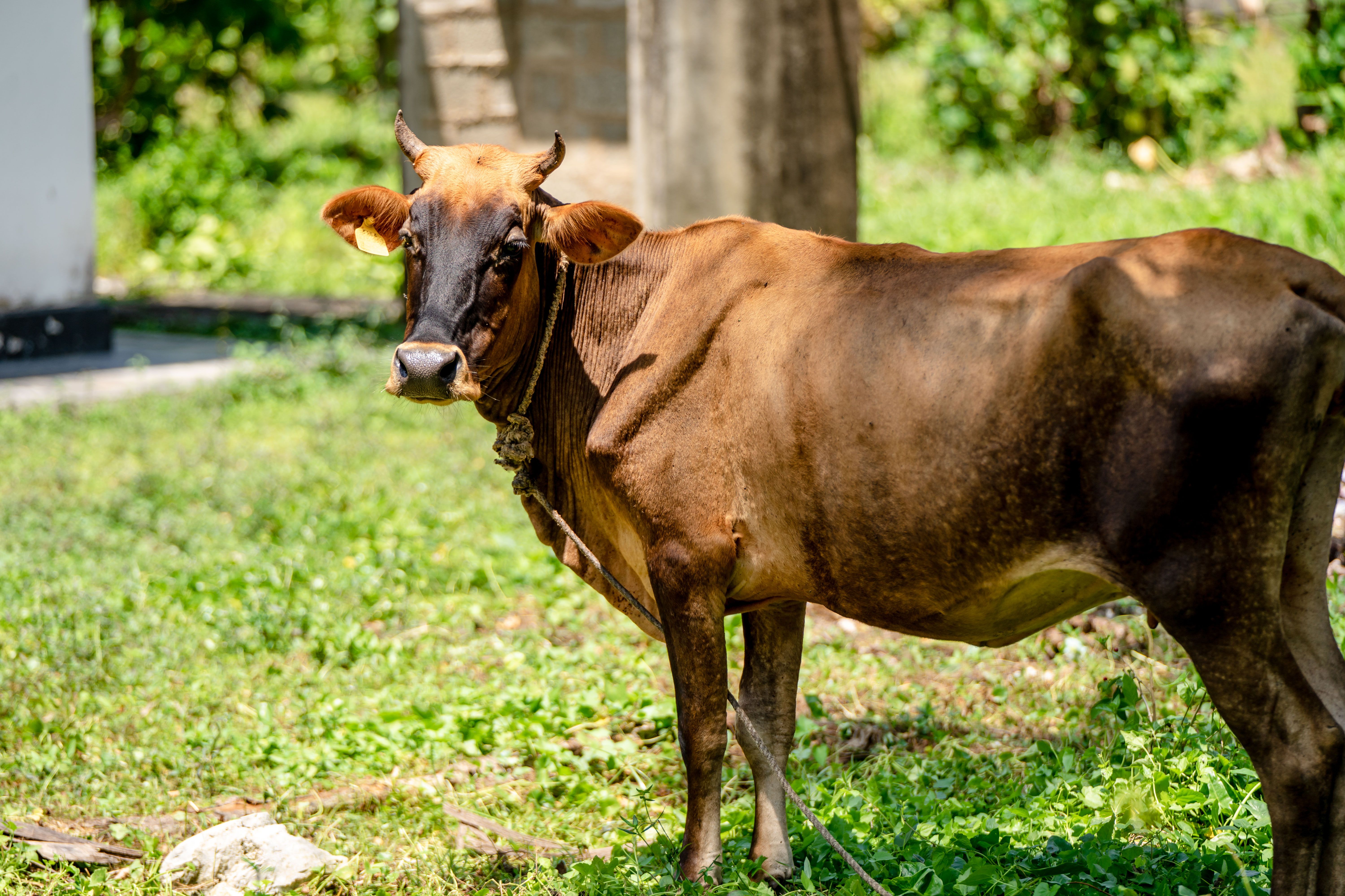 Mother Cow and Calf in Rural Andhra Pradesh · Free Stock Photo