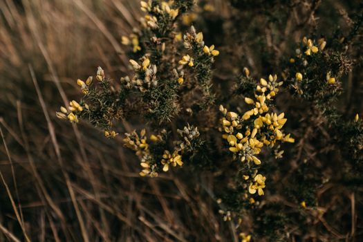 Close-Up Shot of Blooming Yellow Flowers