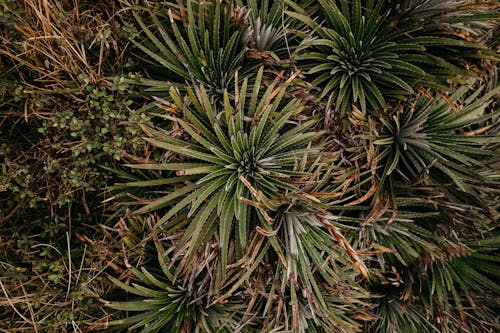 Foto profissional grátis de agave, aumento, botânica