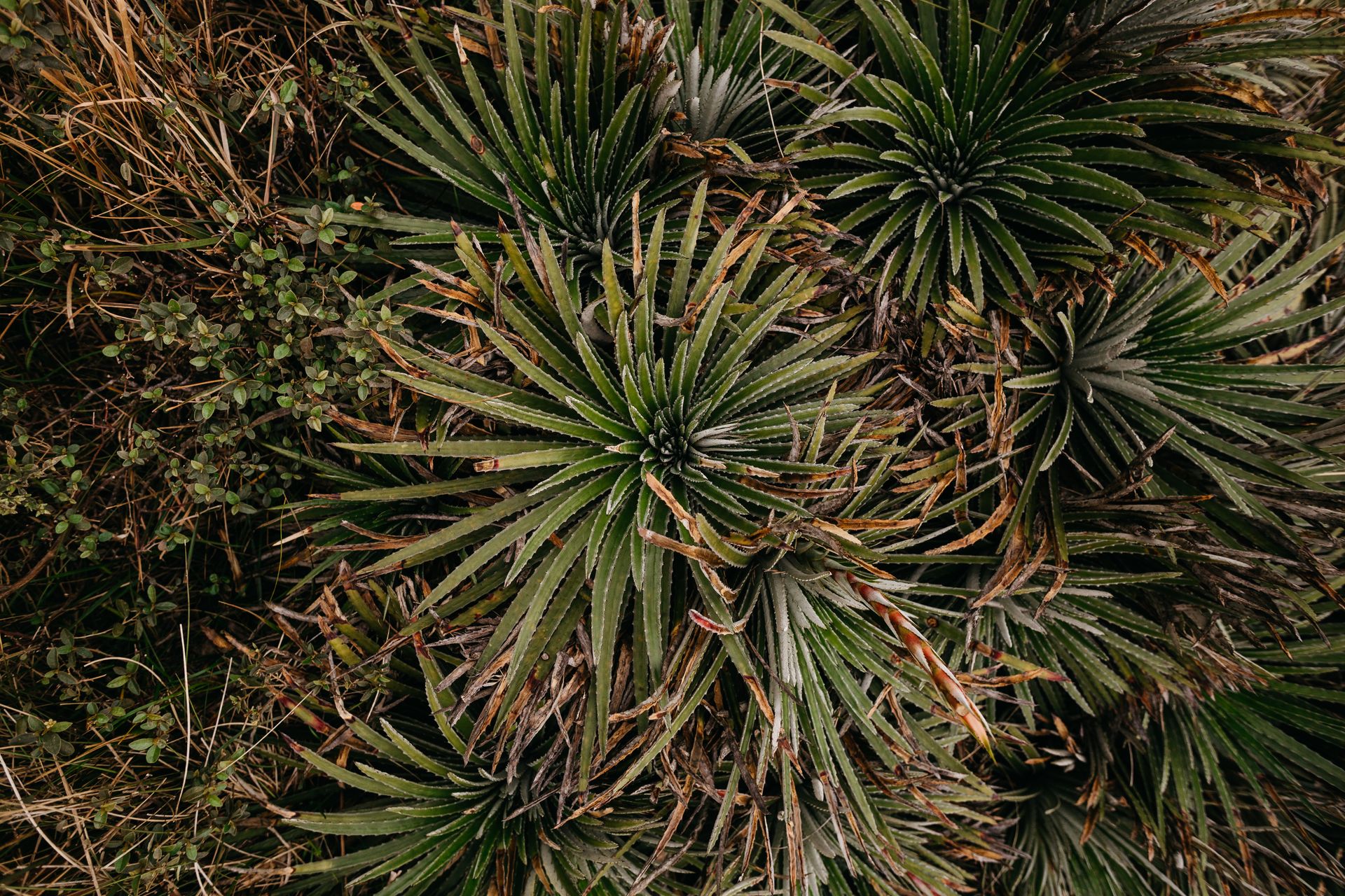 Aerial view of lush agave plants in a natural environment showcasing detailed botanical patterns.