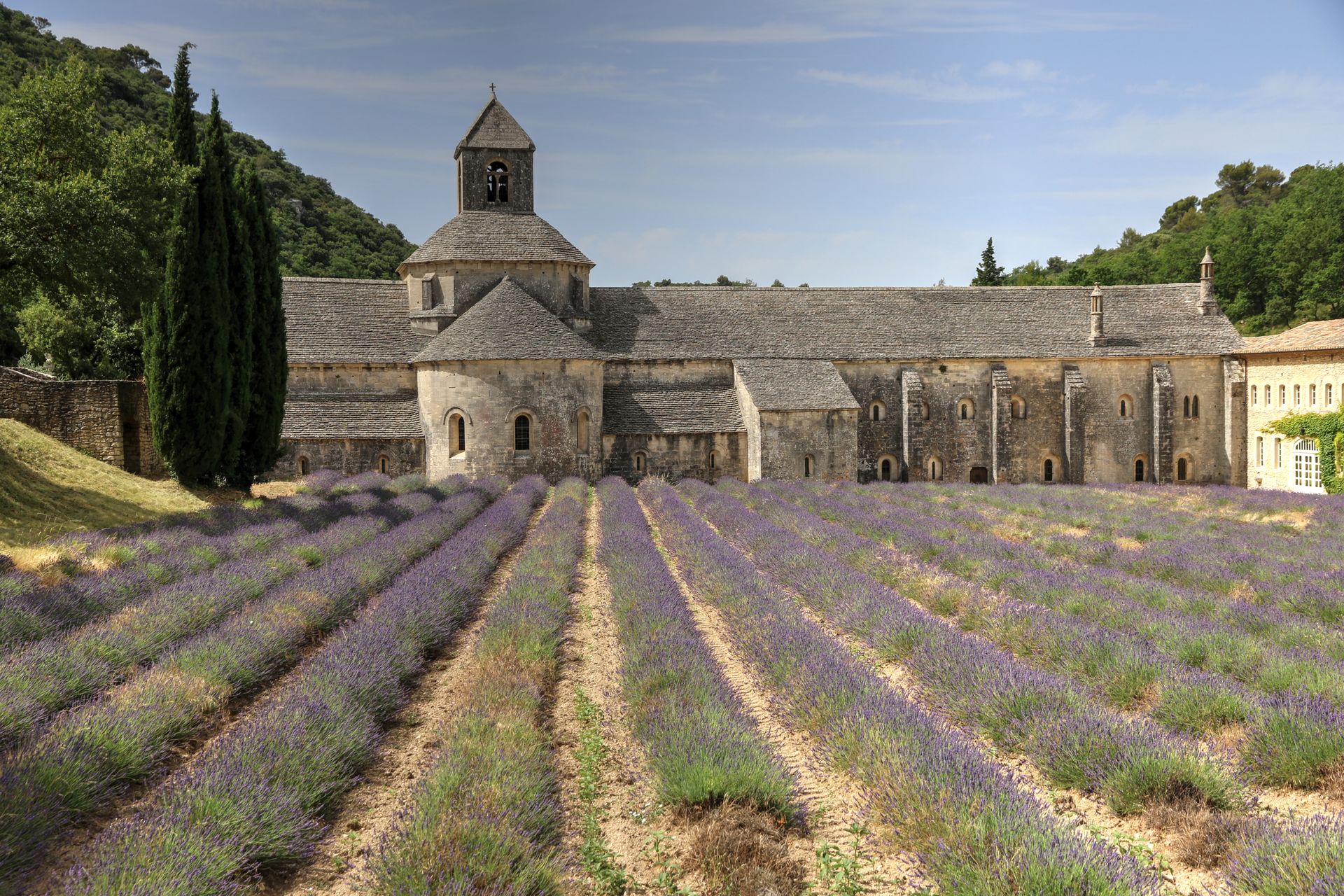 Sénanque Abbey with vibrant lavender fields in Gordes, Provence, France.