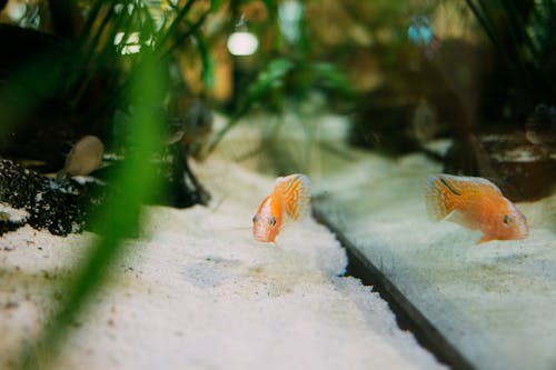 Gratis arkivbilde med akvarium, cichlid, dekorativ