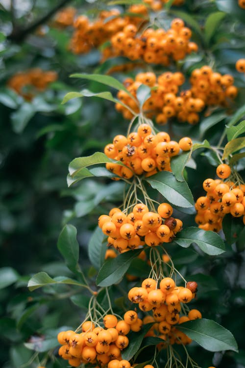 Close-Up Shot of Orange Round Fruits