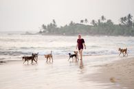 A woman walks multiple dogs along the sandy shore of Ahangama beach at sunset.