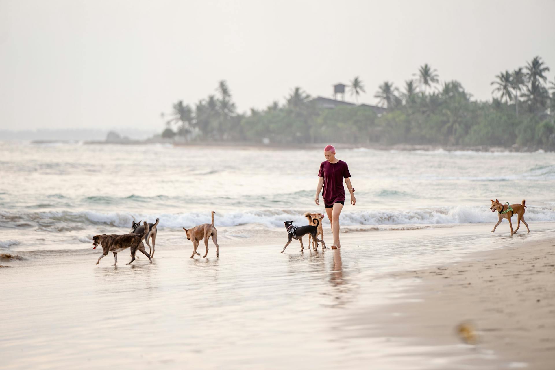 Woman Walking Dogs on the Beach