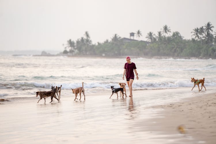 Woman Walking Dogs On The Beach 