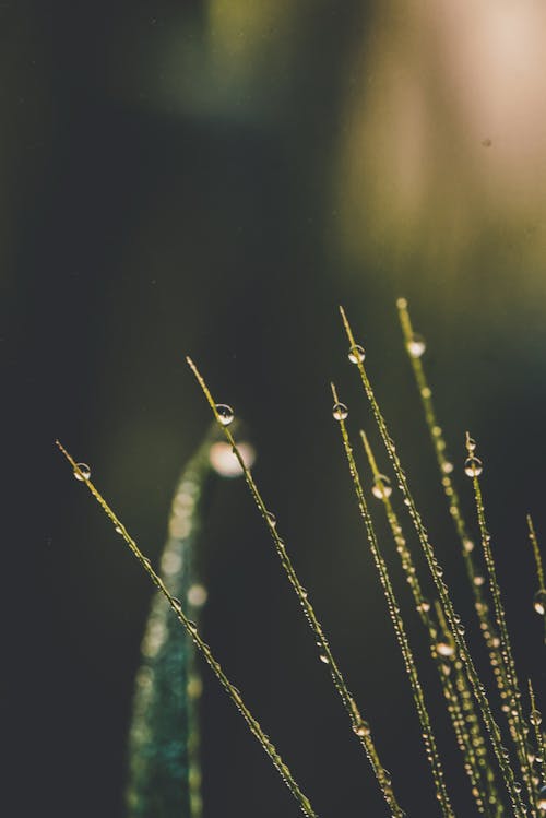 Macro Photography of Dewdrops on a Plant