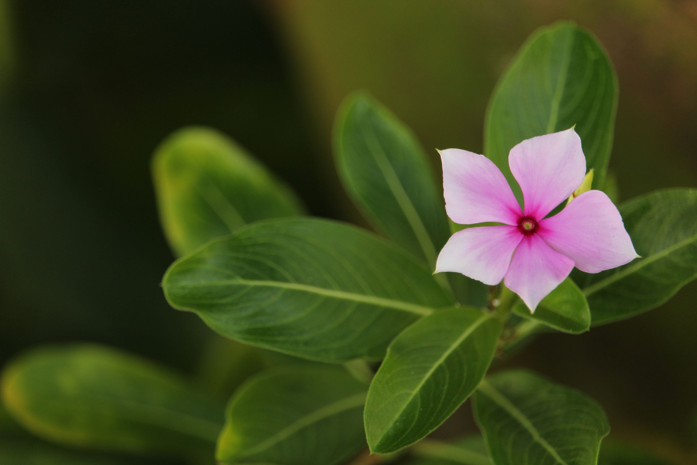 Close Up Photo of Pink Flower with Green Leaves · Free Stock Photo