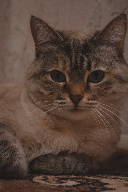 A Fat Tabby Cat Lying on a Carpeted Flooring