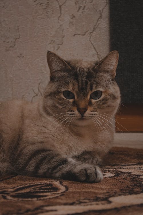 Gratis stockfoto met detailopname, felidae, gestreepte kat Stockfoto
