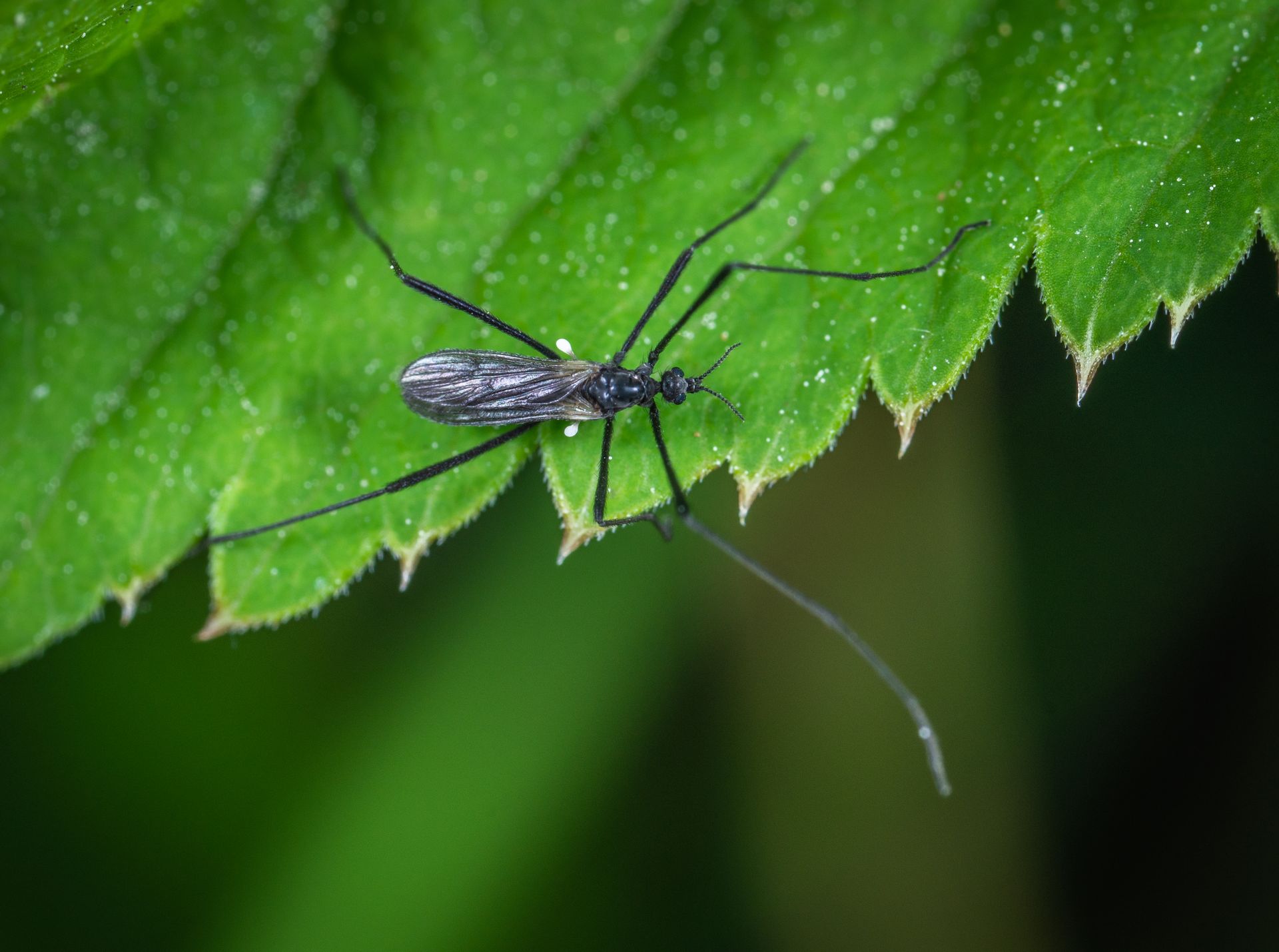 Selective Focus Photography Of Black Insect On Green Leaf