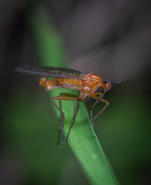 Selective Focus Photography Of Robber Fly
