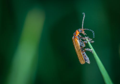 Macro Foto Van Insect