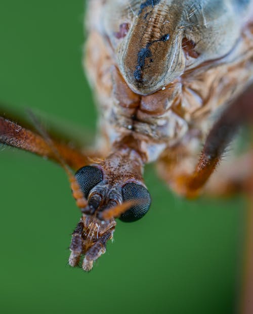 Kostenlos Nahaufnahmefoto Des Insekts Stock-Foto