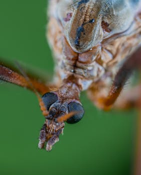 宏观图像详细展示了鹤蝇头部的复杂特征，尤其突出了它猫眼般的特点