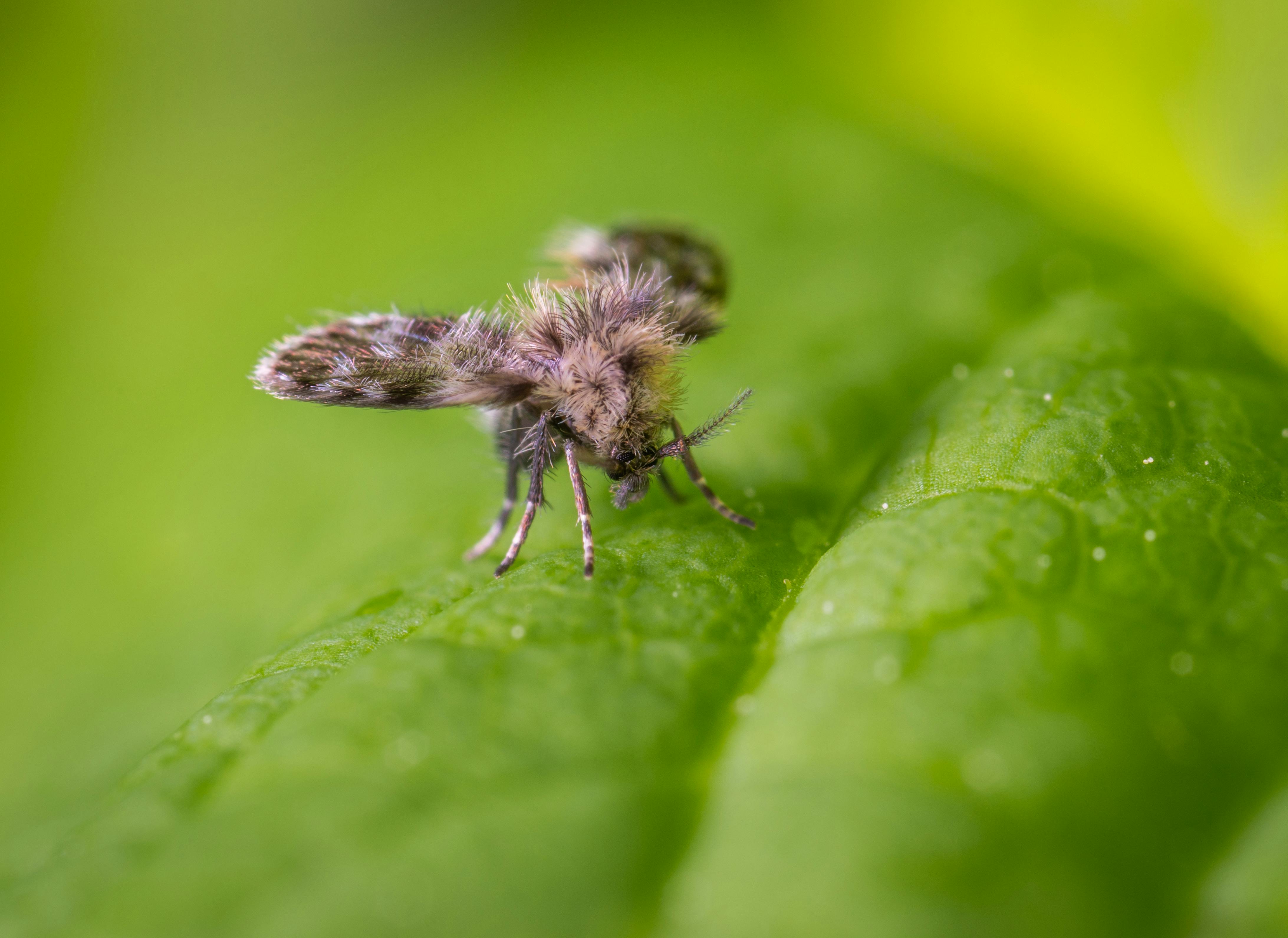 Close-up view of a small moth resting on a vibrant green leaf showcasing its detailed features.