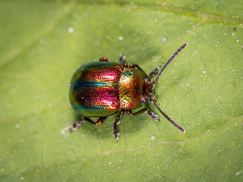 Beetle Sur Feuille Verte