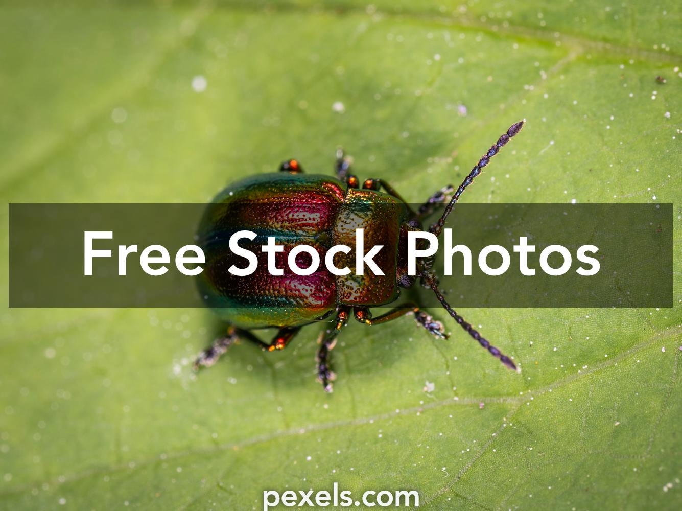 12,100+ Bug Catching Stock Photos, Pictures & Royalty-Free Images
