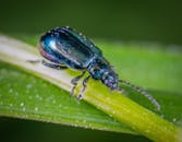 这张树叶上的金属甲虫宏观照片，清晰地展示了其鲜艳的颜色和细腻的纹理